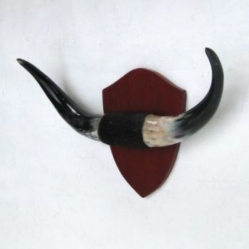 HN105 - Buffalo Horns. Mounted wall plaque